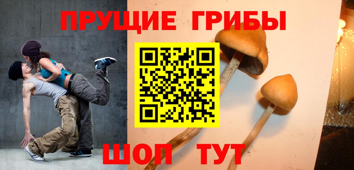 Псилоцибиновые грибы Psilocybe  Вход с VPN  Кудрово  Псилоцибиновые грибы Cubensis 